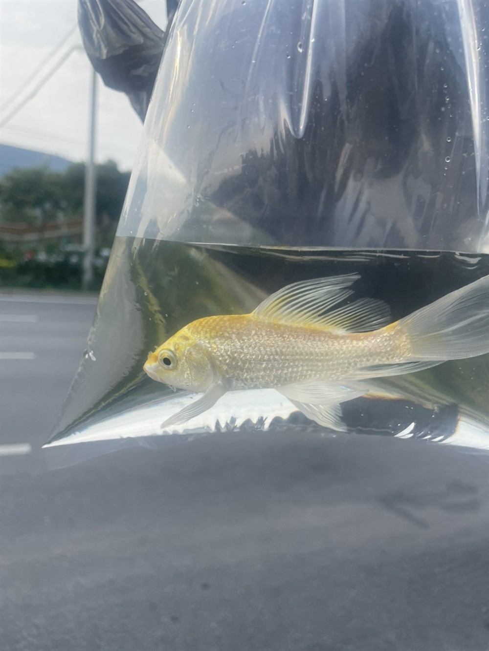 20230528 龍魚論壇 第2張 20230528 20230528 龍魚論壇 第2張