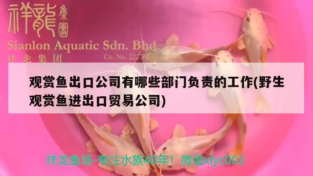 印尼龍魚(yú)進(jìn)口價(jià)格表大全最新消息圖片視頻播放(印尼紅龍魚(yú)40公分低價(jià)轉(zhuǎn)讓3980元)