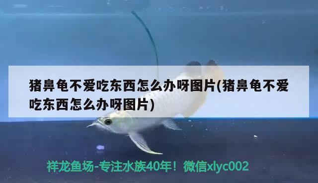 豬鼻龜不愛吃東西怎么辦呀圖片(豬鼻龜不愛吃東西怎么辦呀圖片) 豬鼻龜不愛吃東西怎么辦呀圖片(豬鼻龜不愛吃東西怎么辦呀圖片) 豬鼻龜百科
