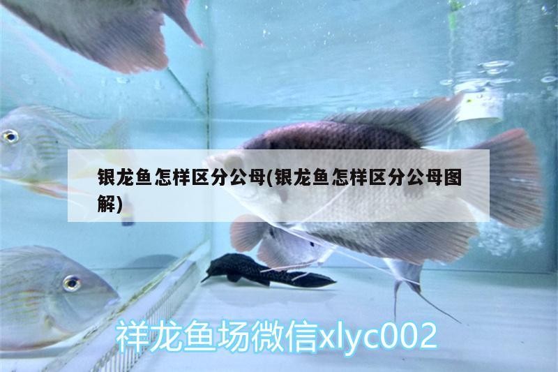銀龍魚怎樣區(qū)分公母(銀龍魚怎樣區(qū)分公母圖解)