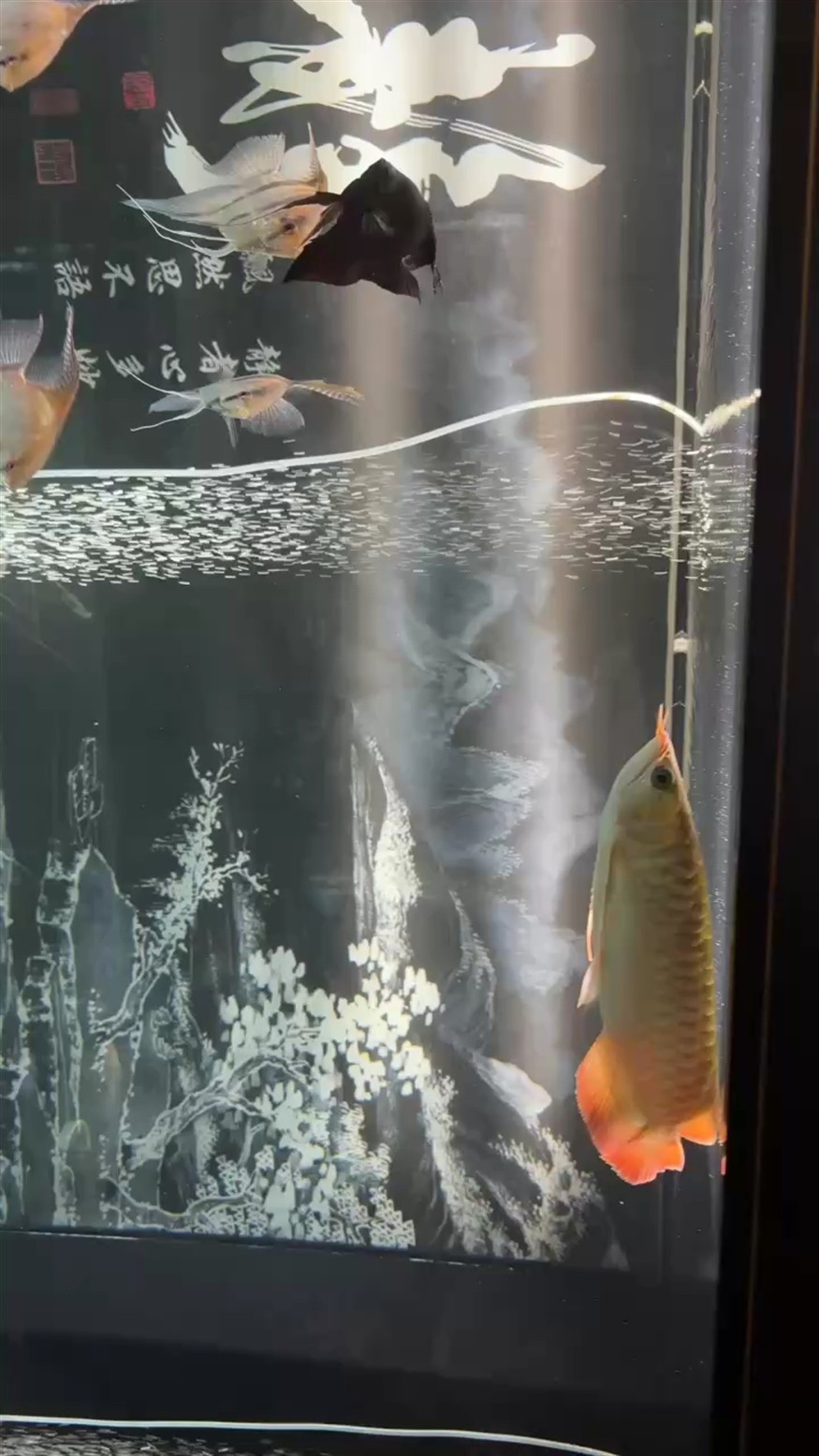 鰓蓋終于有點(diǎn)顏色了。 鰓蓋終于有點(diǎn)顏色了。 龍魚論壇