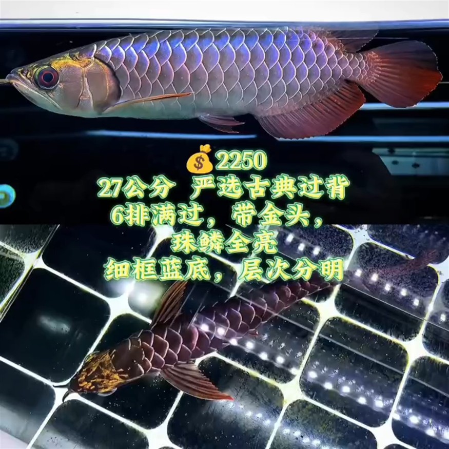 純白燈無美顏拍攝！