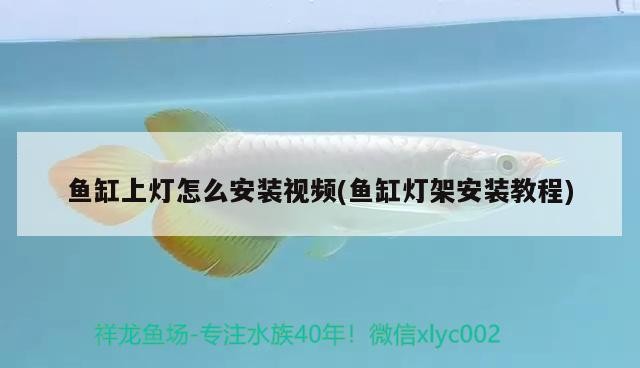 觀賞魚身上長白點(diǎn)什么病怎么治（魚身上長白點(diǎn)是什么病怎么治）