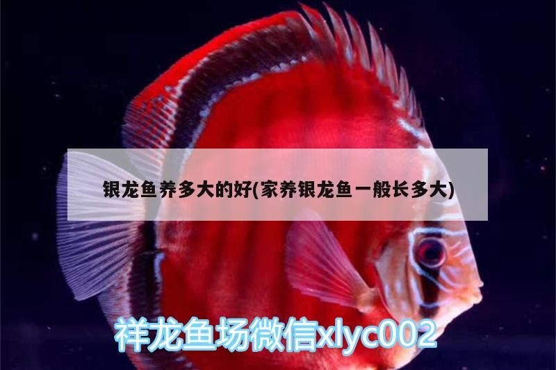 銀龍魚養多大的好(家養銀龍魚一般長多大)