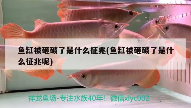 魚缸被砸破了是什么征兆(魚缸被砸破了是什么征兆呢) 魚缸被砸破了是什么征兆(魚缸被砸破了是什么征兆呢) 豬鼻龜百科