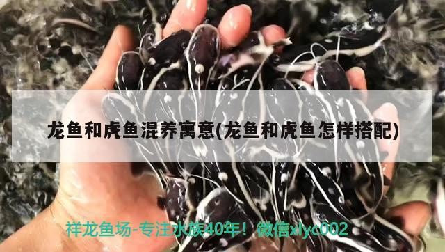 龍魚和虎魚混養寓意(龍魚和虎魚怎樣搭配)