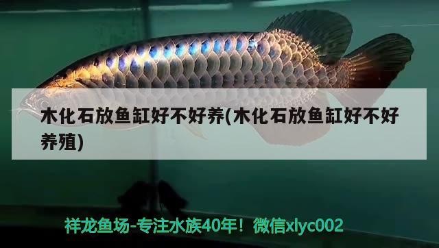 木化石放魚缸好不好養(木化石放魚缸好不好養殖)