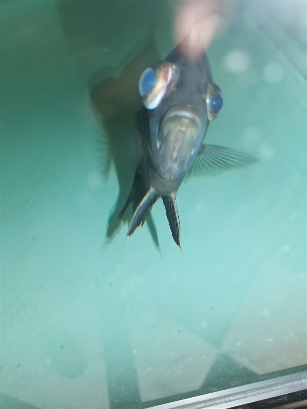 印尼虎魚應該怎么治療