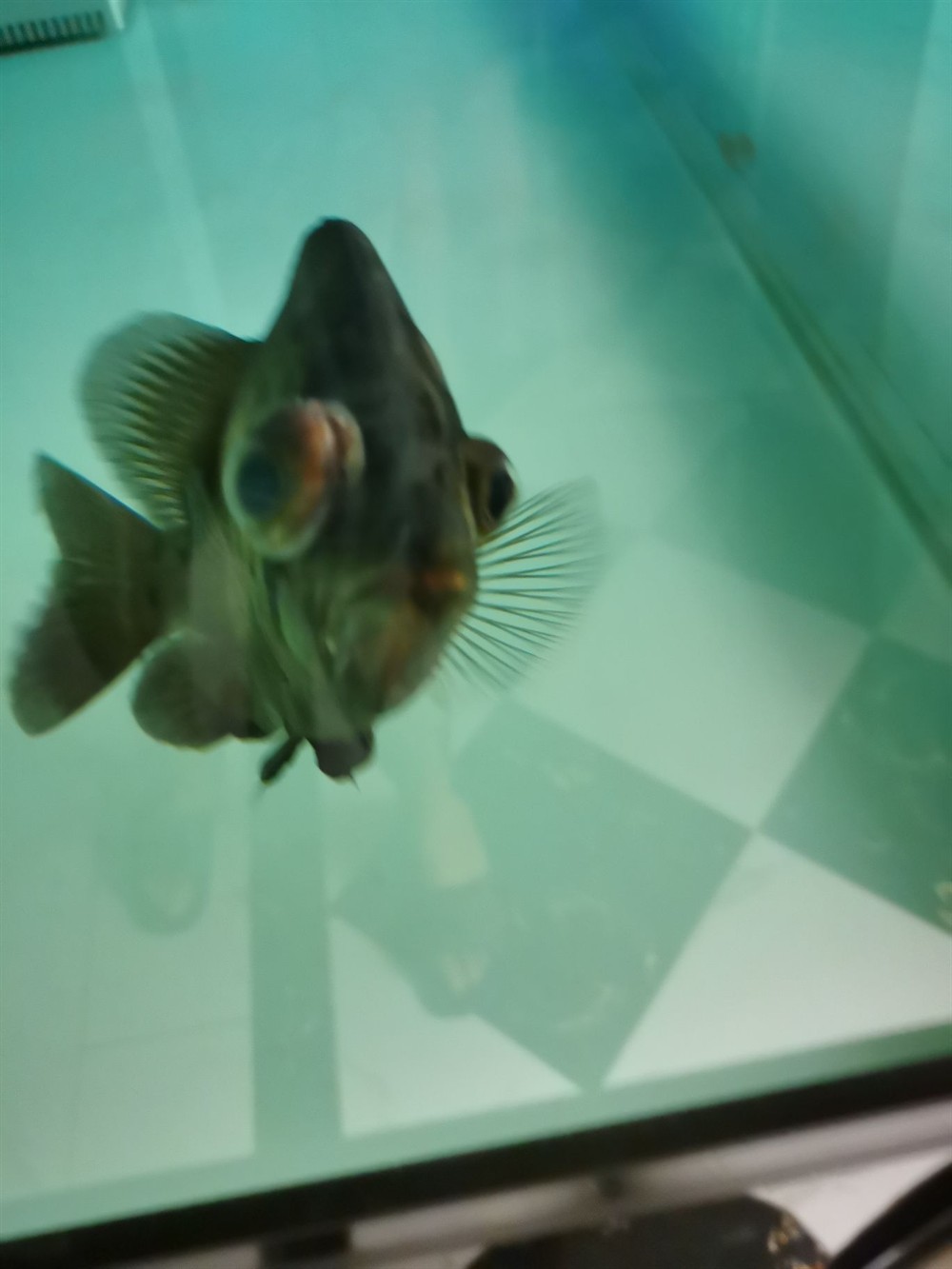 印尼虎魚應該怎么治療