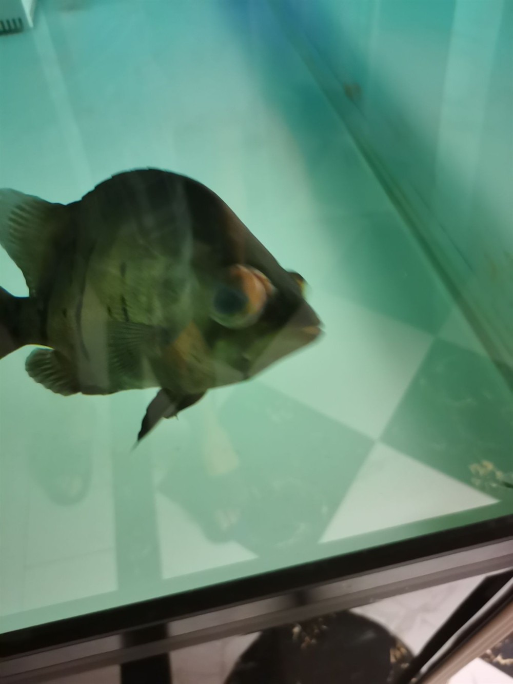 印尼虎魚應該怎么治療