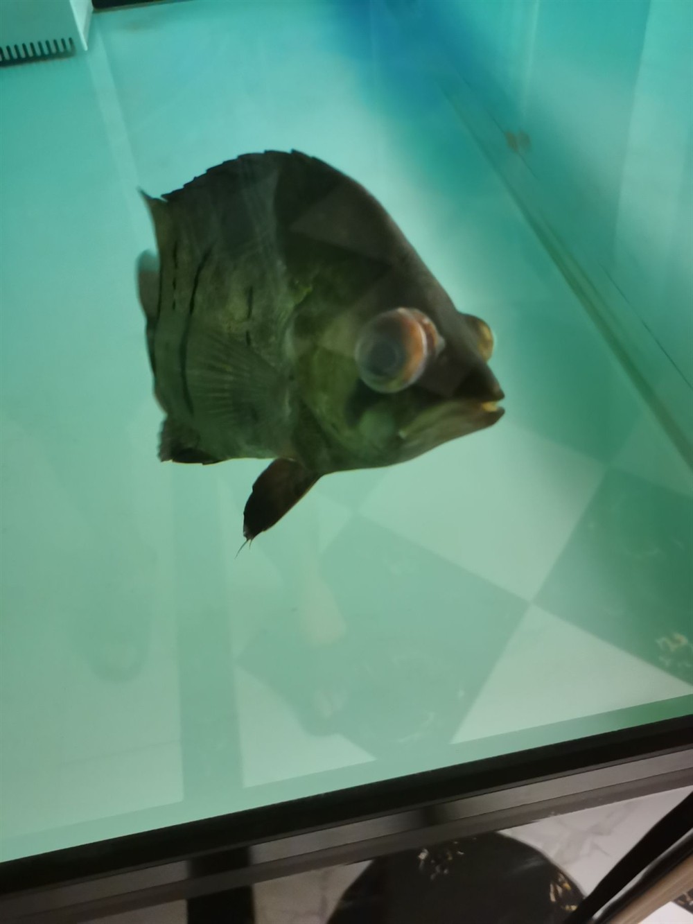 印尼虎魚應該怎么治療