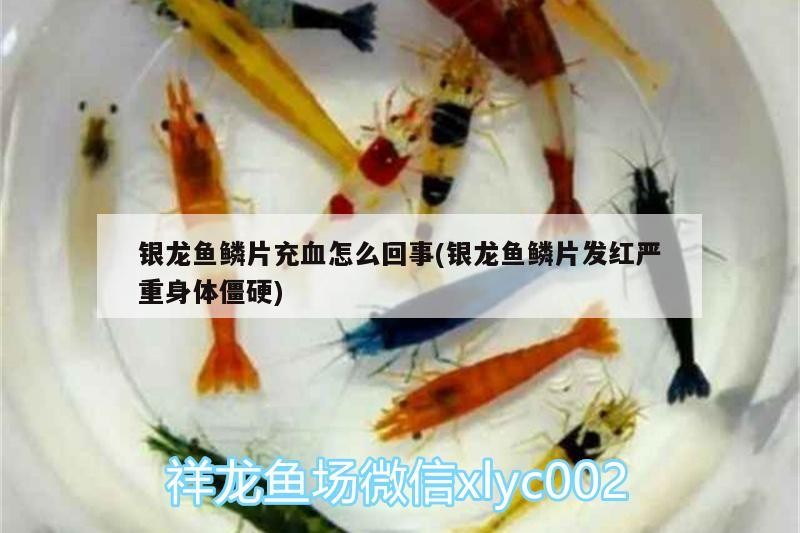 銀龍魚鱗片充血怎么回事(銀龍魚鱗片發紅嚴重身體僵硬)