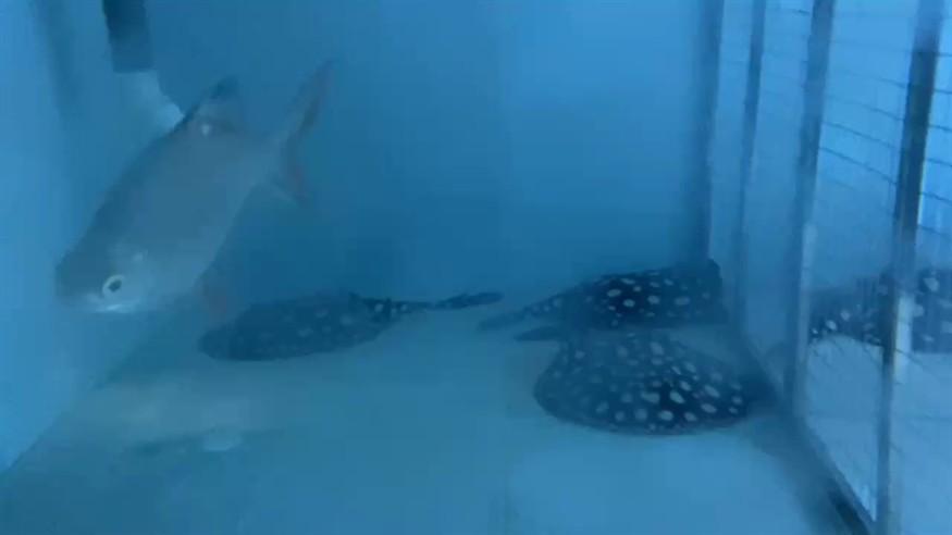 生活不易，靜觀舒心！