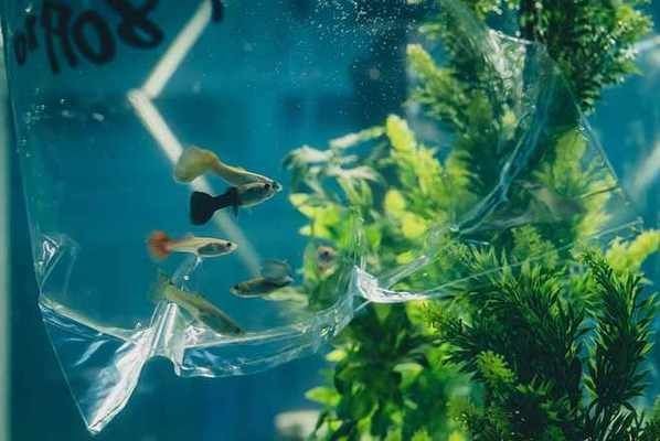 大型魚缸如何搬運：關于大型魚缸搬運的一些方法和注意事項 大型魚缸如何搬運：關于大型魚缸搬運的一些方法和注意事項 魚缸百科 第3張