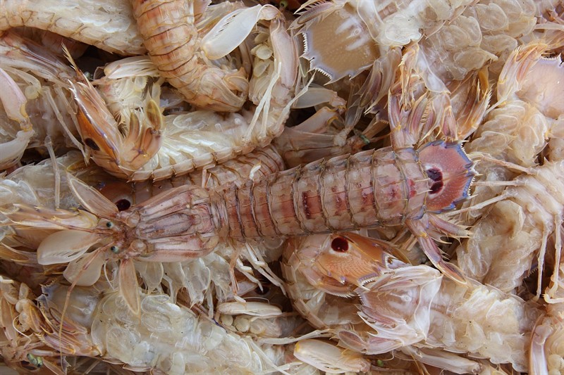 廣州在哪買金魚便宜，廣州在哪買金魚便宜又好養