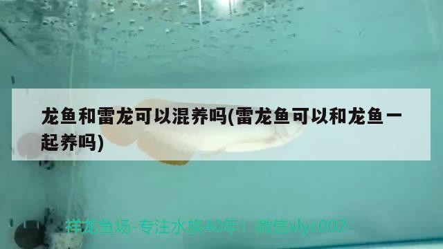 龍魚和雷龍可以混養嗎(雷龍魚可以和龍魚一起養嗎)