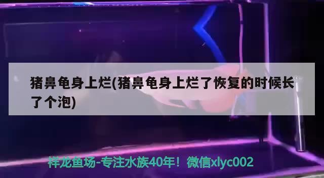 豬鼻龜身上爛(豬鼻龜身上爛了恢復的時候長了個泡)