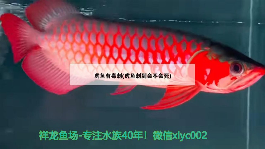 虎魚有毒刺(虎魚刺到會不會死)