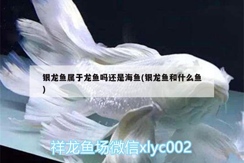 銀龍魚屬于龍魚嗎還是海魚(銀龍魚和什么魚)