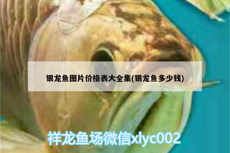 銀龍魚圖片價格表大全集(銀龍魚多少錢)
