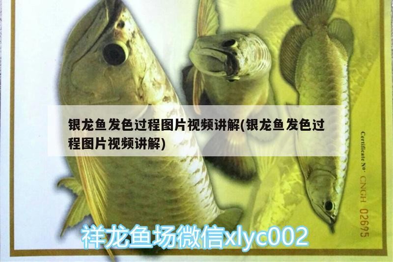 銀龍魚發色過程圖片視頻講解(銀龍魚發色過程圖片視頻講解)