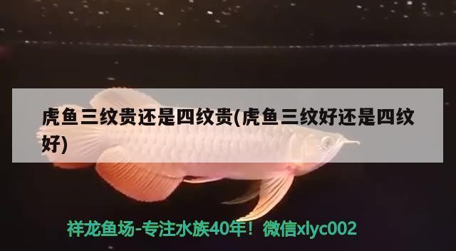 龍魚(yú) 虎魚(yú)三紋貴還是四紋貴(虎魚(yú)三紋好還是四紋好) 虎魚(yú)百科 虎魚(yú)三紋貴還是四紋貴(虎魚(yú)三紋好還是四紋好) 虎魚(yú)三紋貴還是四紋貴(虎魚(yú)三紋好還是四紋好) 虎魚(yú)百科