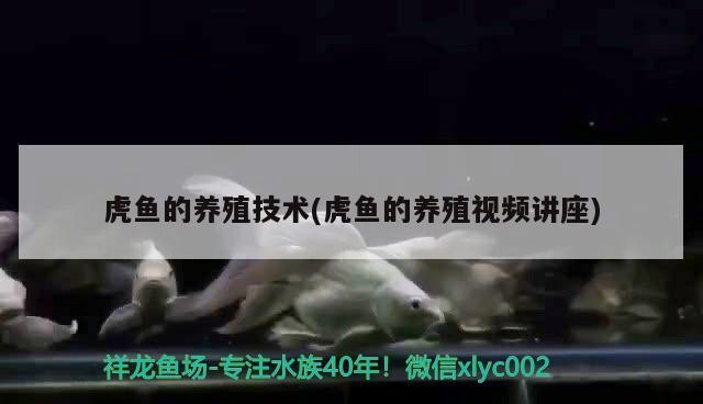虎魚的養殖技術(虎魚的養殖視頻講座) 虎魚的養殖技術(虎魚的養殖視頻講座) 虎魚百科