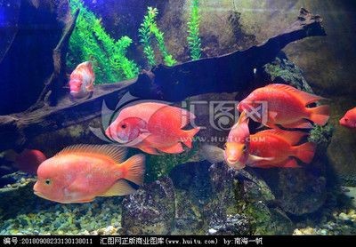 市場上常見的觀賞魚類：市場上常見的觀賞魚類介紹