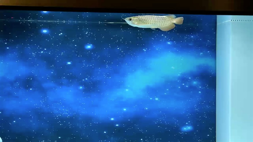 魚缸用增氧泵價格是多少:魚缸增氧機-xtrac增氧機-xtrac增氧機 閑來無事 龍魚論壇 閑來無事 閑來無事 龍魚論壇