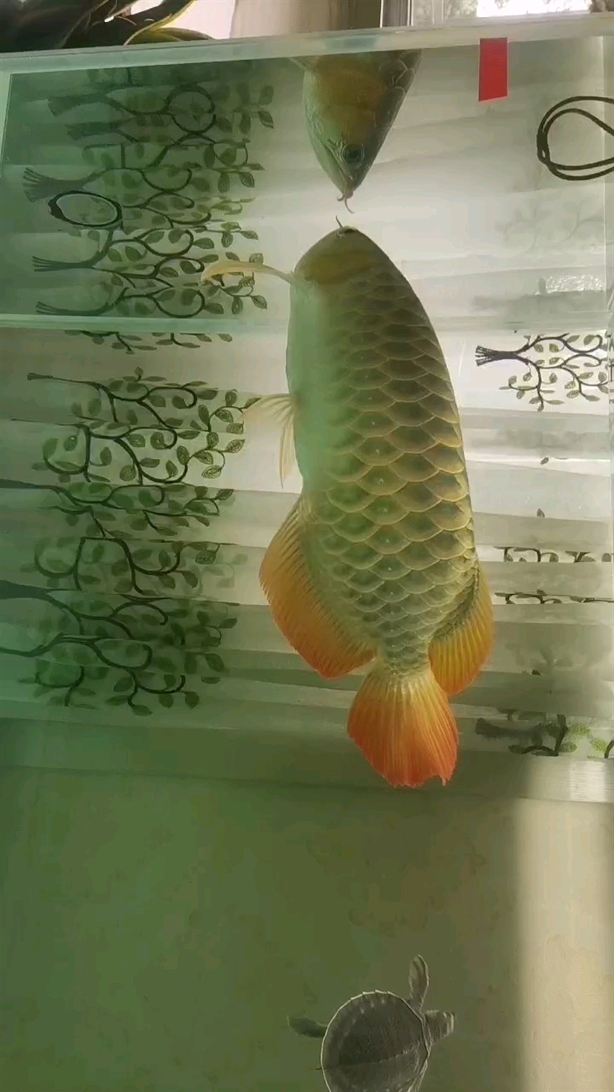 這是第二鱗框要開始發色的節奏了嗎，肉眼清晰可見，視頻和照片就是拍不出來那種感覺