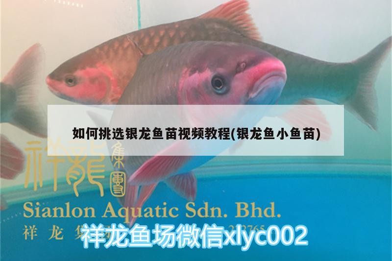 如何挑選銀龍魚苗視頻教程(銀龍魚小魚苗)