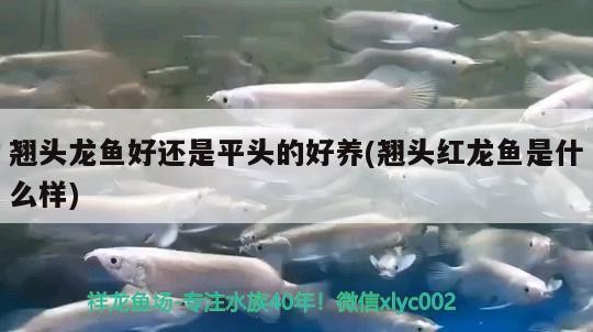 翹頭龍魚好還是平頭的好養(翹頭紅龍魚是什么樣)