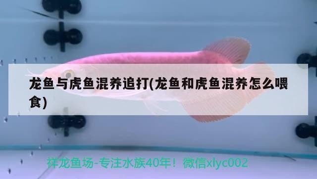 龍魚與虎魚混養追打(龍魚和虎魚混養怎么喂食)