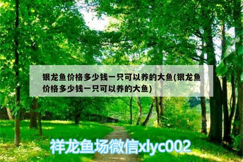銀龍魚價格多少錢一只可以養的大魚(銀龍魚價格多少錢一只可以養的大魚)