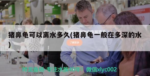 紅龍魚(yú)用黃燈烤有用嗎 豬鼻龜可以離水多久(豬鼻龜一般在多深的水) 豬鼻龜百科 豬鼻龜可以離水多久(豬鼻龜一般在多深的水) 豬鼻龜可以離水多久(豬鼻龜一般在多深的水) 豬鼻龜百科