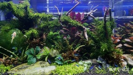 側濾魚缸改沼澤過濾好嗎：側濾魚缸改為沼澤過濾需要注意什么？ 側濾魚缸改沼澤過濾好嗎：側濾魚缸改為沼澤過濾需要注意什么？ 魚缸百科 第1張