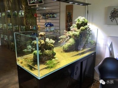 側濾魚缸改沼澤過濾好嗎：側濾魚缸改為沼澤過濾需要注意什么？ 側濾魚缸改沼澤過濾好嗎：側濾魚缸改為沼澤過濾需要注意什么？ 魚缸百科 第4張