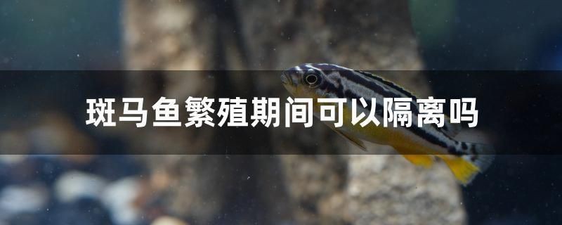 斑馬魚繁殖期間可以隔離嗎