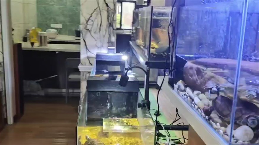 一個人打理客廳里的18個量子魚缸 一個人打理客廳里的18個量子魚缸 龍魚論壇