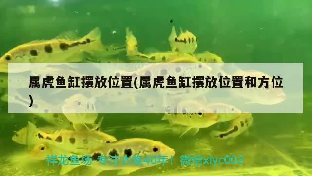 酉陽龍魚有哪些品種？，酉陽龍魚有哪些獨特特征？