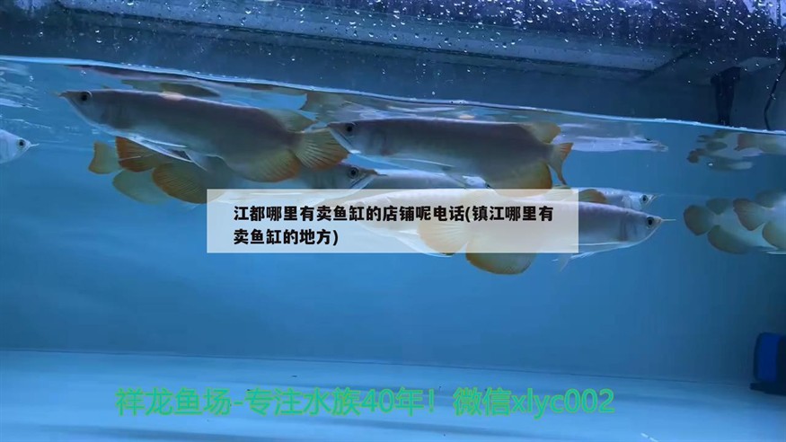 江都哪里有賣魚缸的店鋪呢電話(鎮江哪里有賣魚缸的地方)