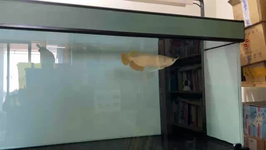 到家后第一次關(guān)燈，由現(xiàn)在開始除喂食，以及晚上睇魚的時(shí)候開燈，其它時(shí)間都不開燈了！