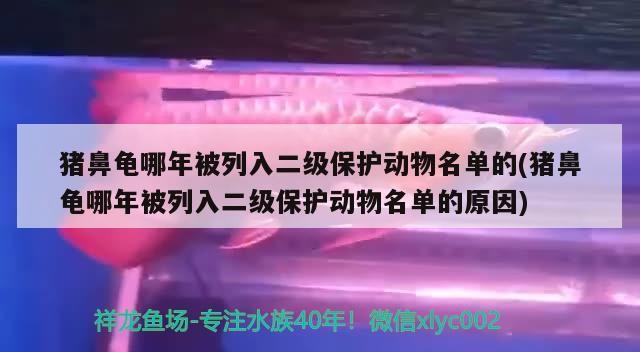 豬鼻龜哪年被列入二級保護動物名單的(豬鼻龜哪年被列入二級保護動物名單的原因) 豬鼻龜哪年被列入二級保護動物名單的(豬鼻龜哪年被列入二級保護動物名單的原因) 豬鼻龜百科