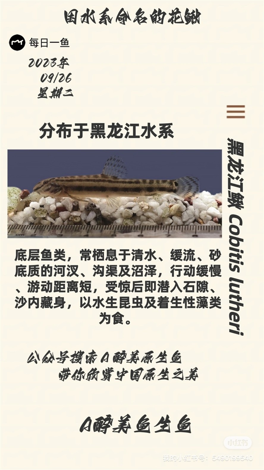 黑龍江鰍 黑龍江鰍 龍魚論壇