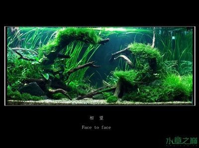 大魚缸底部裂了怎么修補：云南法老王分享魚缸破裂修復注意事項魚缸破裂修復注意事項