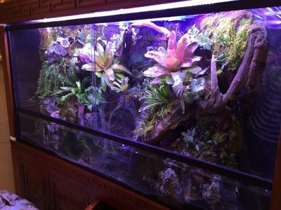 lianglai是什么魚缸品牌lianglai是什么魚缸品牌（laguifa魚缸什么牌子）：laguifa,是一個魚缸品牌嗎 lianglai是什么魚缸品牌lianglai是什么魚缸品牌（laguifa魚缸什么牌子）：laguifa,是一個魚缸品牌嗎 魚缸百科 第1張