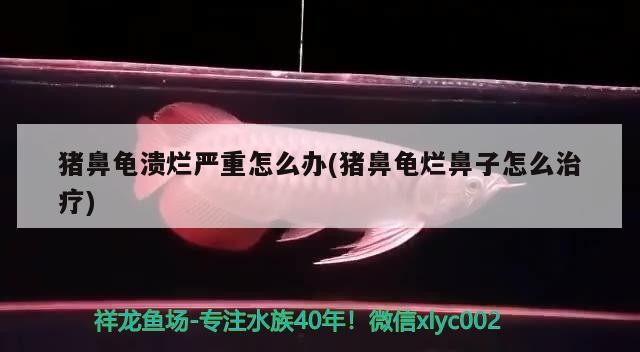 豬鼻龜潰爛嚴重怎么辦(豬鼻龜爛鼻子怎么治療)
