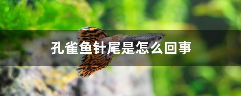 孔雀魚針尾是怎么回事 孔雀魚針尾是怎么回事 紅龍魚百科 第1張
