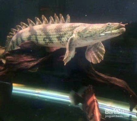 中牟縣水族宮設(shè)計制作商行（中牟縣水族館）