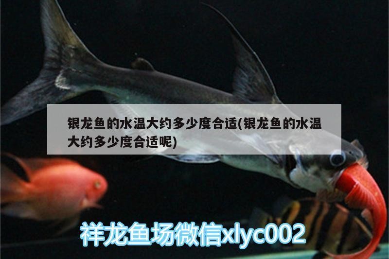 銀龍魚(yú)的水溫大約多少度合適(銀龍魚(yú)的水溫大約多少度合適呢) 銀龍魚(yú)的水溫大約多少度合適(銀龍魚(yú)的水溫大約多少度合適呢) 銀龍魚(yú)百科